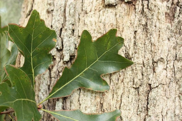 Bluff Oak